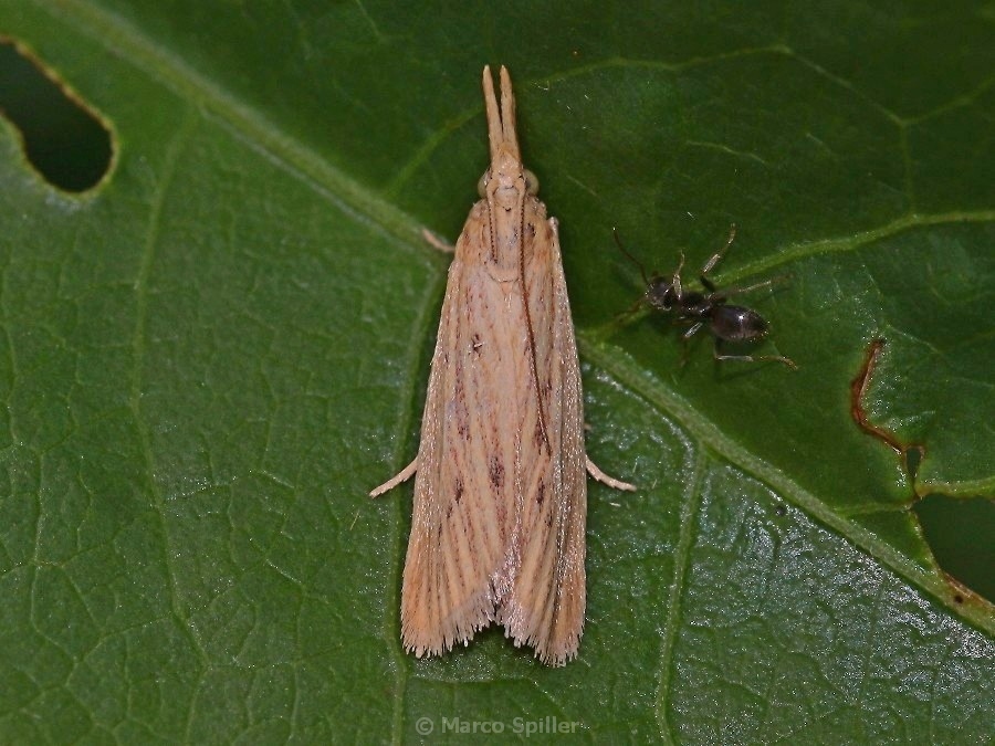 Falena da determinare - Ematheudes punctella, Pyralidae